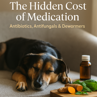 The Hidden Cost of Medication: Understanding Antibiotics, Antifungals &amp; Dewormers in Dogs