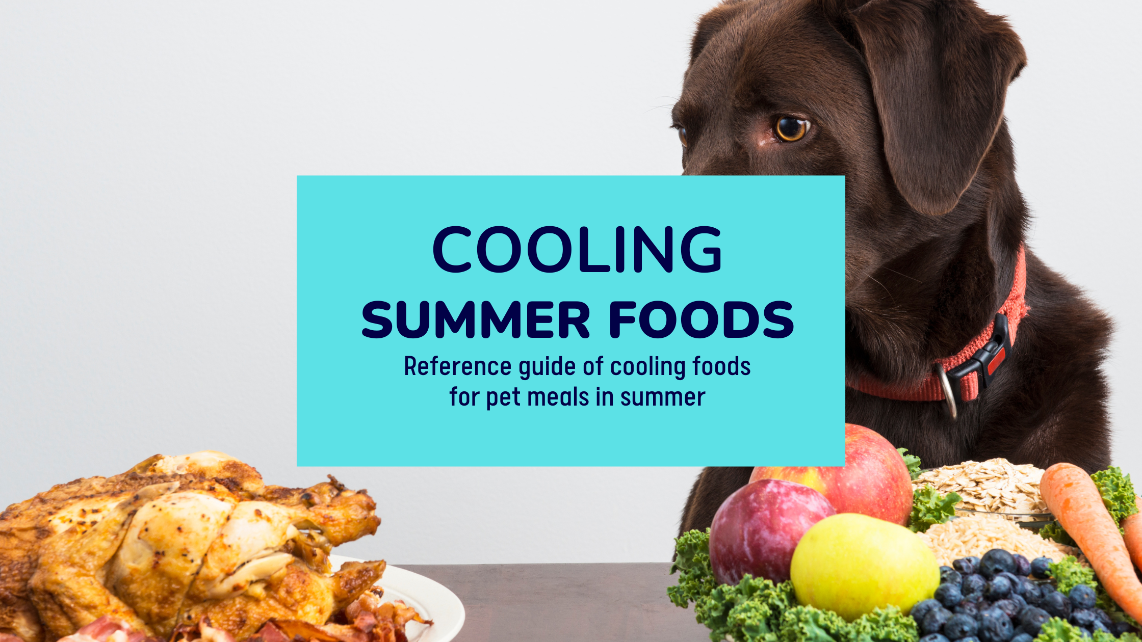 Visual Reference: What To Feed Our Pets In Summers Cooling Foods For