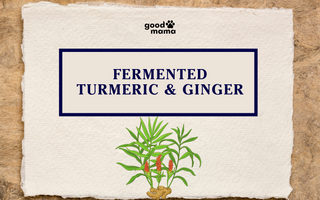 The Power of Fermented Turmeric - Ginger for Pets