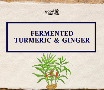 The Power of Fermented Turmeric - Ginger for Pets