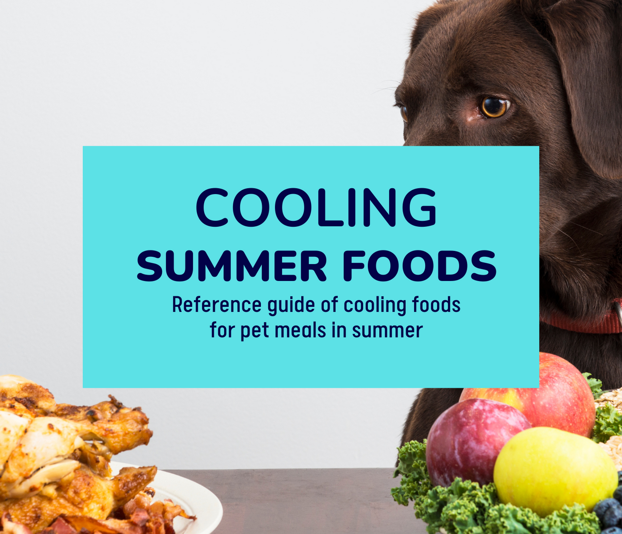 Thumbnail for Summer Food For Pets
