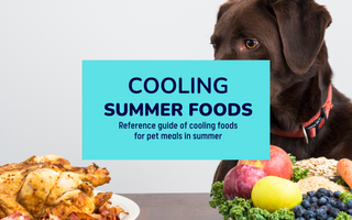 What to feed our pets in summers: Cooling Foods for pets in summer