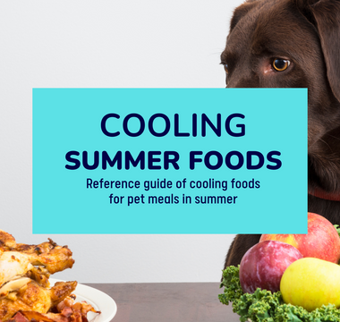 What to feed our pets in summers: Cooling Foods for pets in summer