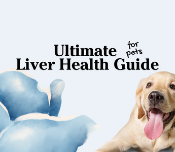 Protect and Regenerate Liver Health in Pets: A Comprehensive Guide