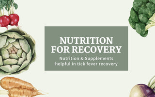 Recovery from Tick Fever: A Holistic Approach Through Nutrition and Supplements