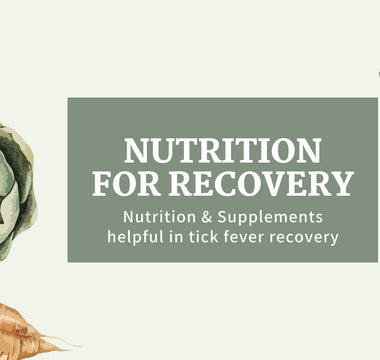 Recovery from Tick Fever: A Holistic Approach Through Nutrition and Supplements