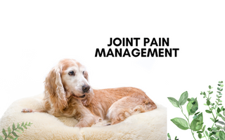 Managing Arthritis Pain in Pets: A Comprehensive Guide