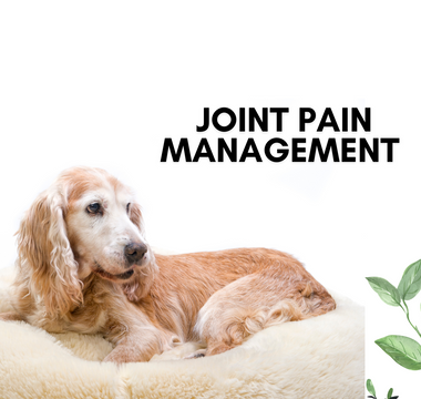 Managing Arthritis Pain in Pets: A Comprehensive Guide