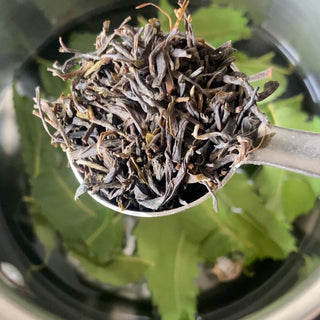 Paw Healing Herbal Spray for Pododermatitis