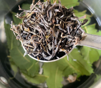 Paw Healing Herbal Spray for Pododermatitis