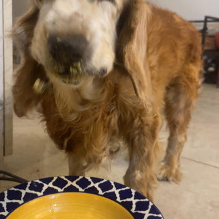Easy Home Made Meal - Fish & Veggies with broth