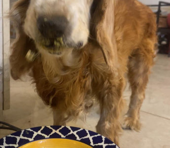 Easy Home Made Meal - Fish & Veggies with broth